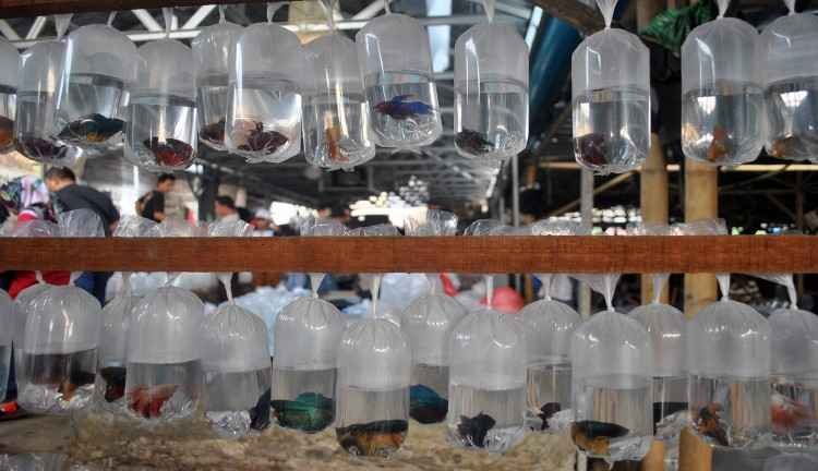 ternak Ikan Cupang modal 300 ribu